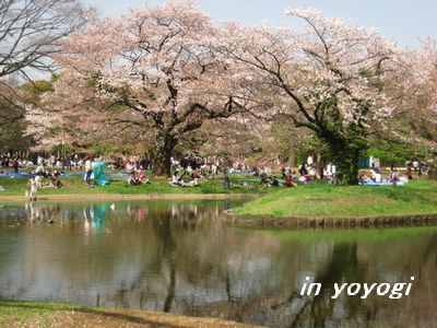 代々木桜と池.jpg