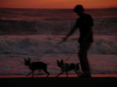 海と犬３.jpg